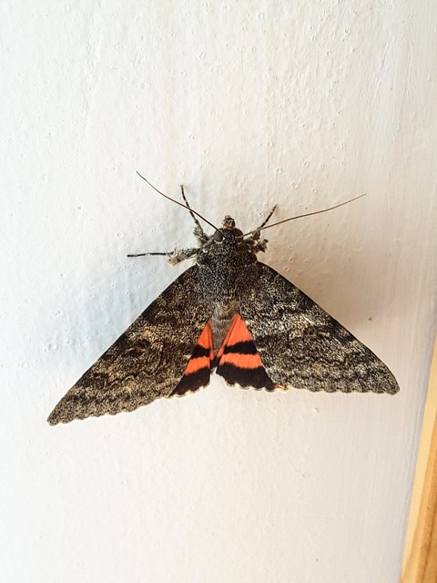 Catocala elocata - közönséges övesbagoly