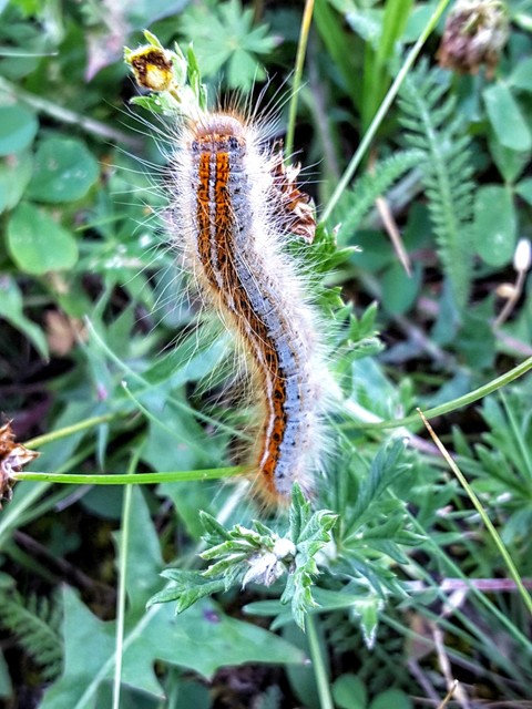 Malacosoma castrensis - kutyatejszövő