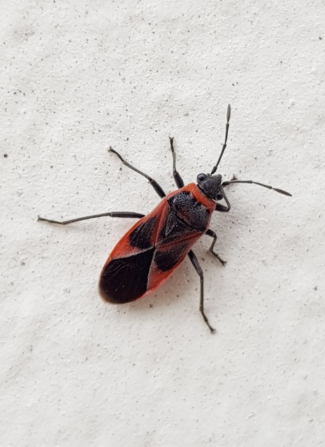 Arocatus roeselii