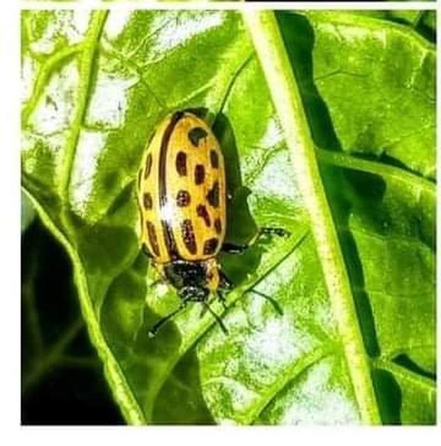 Chrysomela vigintipunctata - húszfoltos fűzlevelész