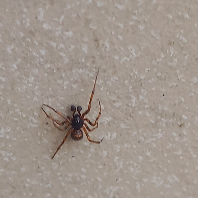 Steatoda bipunctata - kétpettyes faggyúpók
