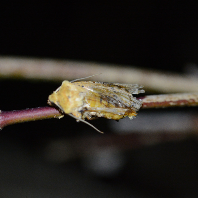 Conistra rubiginea - vörös őszibagoly