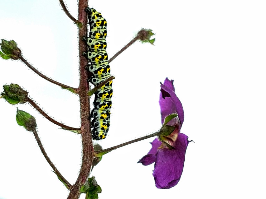 Shargacucullia gozmanyi/scrophulariae/verbasci