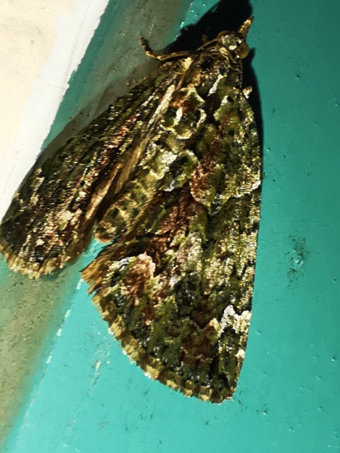 Chloroclysta siterata - salátazöld araszoló