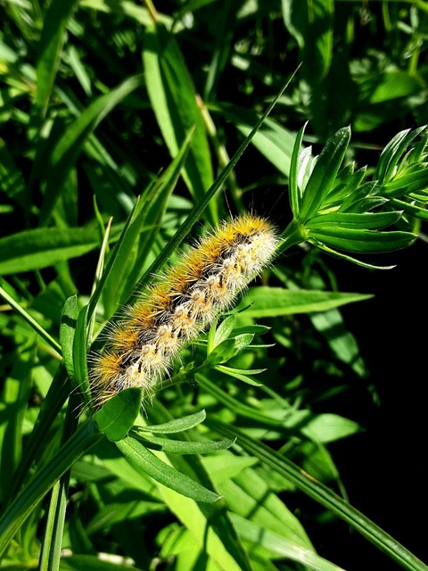 Rhyparia purpurata - bíborszínű medvelepke