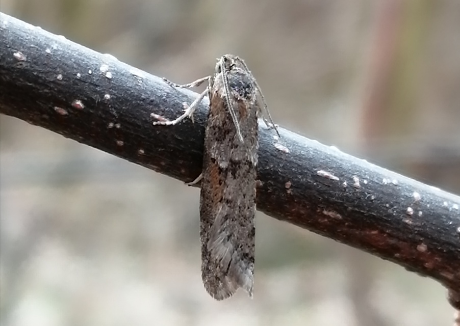Tortricodes alternella - tavaszi sodrómoly