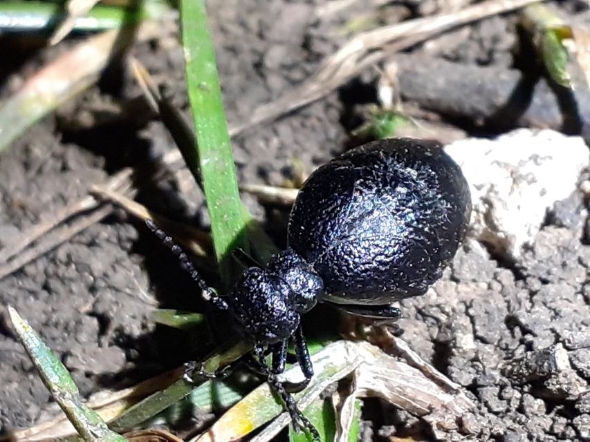 Meloe rugosus - ráncos nünüke