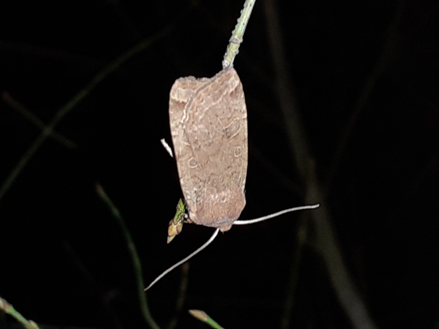 Conistra erythrocephala - vörösfejű őszibagoly