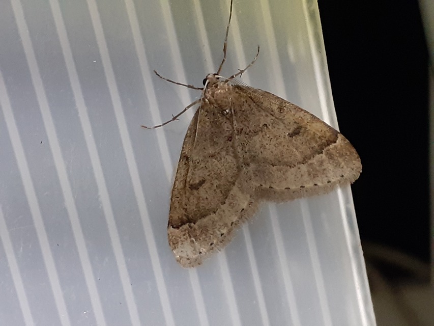 Theria rupicapraria - tavaszi kökényaraszoló