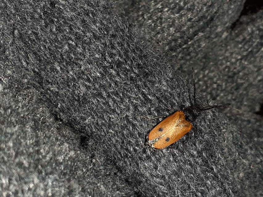 Apalus bimaculatus - kétfoltos élősdibogár