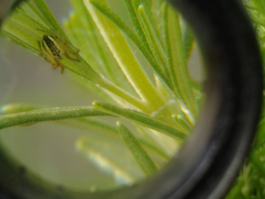 Mangora acalypha - réti keresztespók