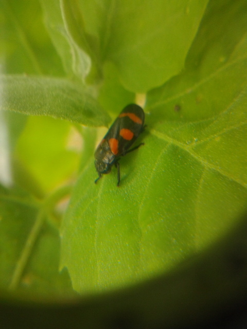 Cercopis arcuata/sanguinolenta