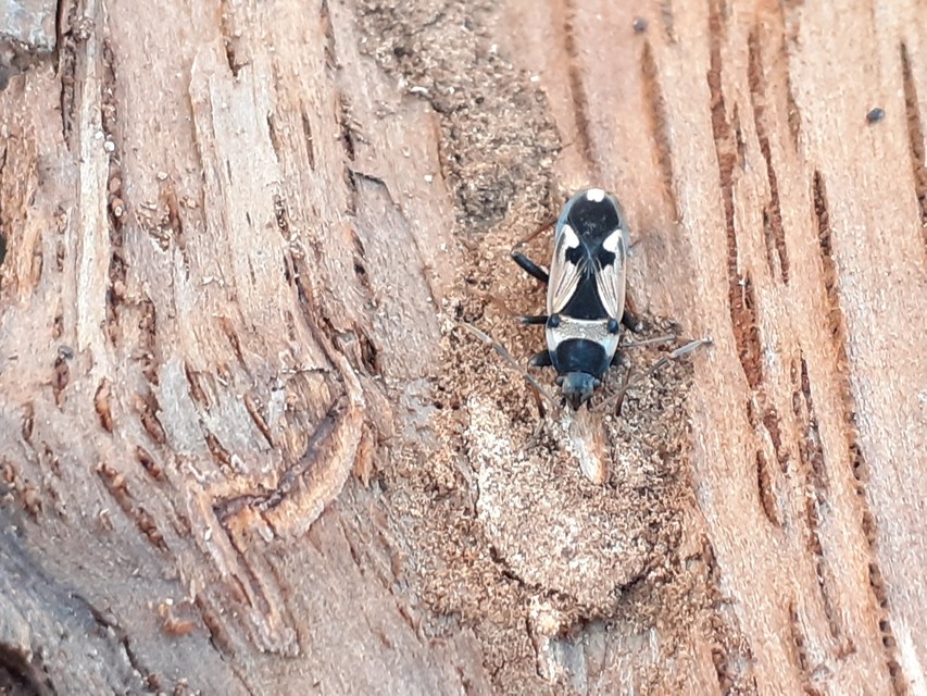 Raglius confusus