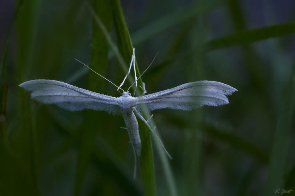 Pterophorus pentadactyla - fehér tollasmoly