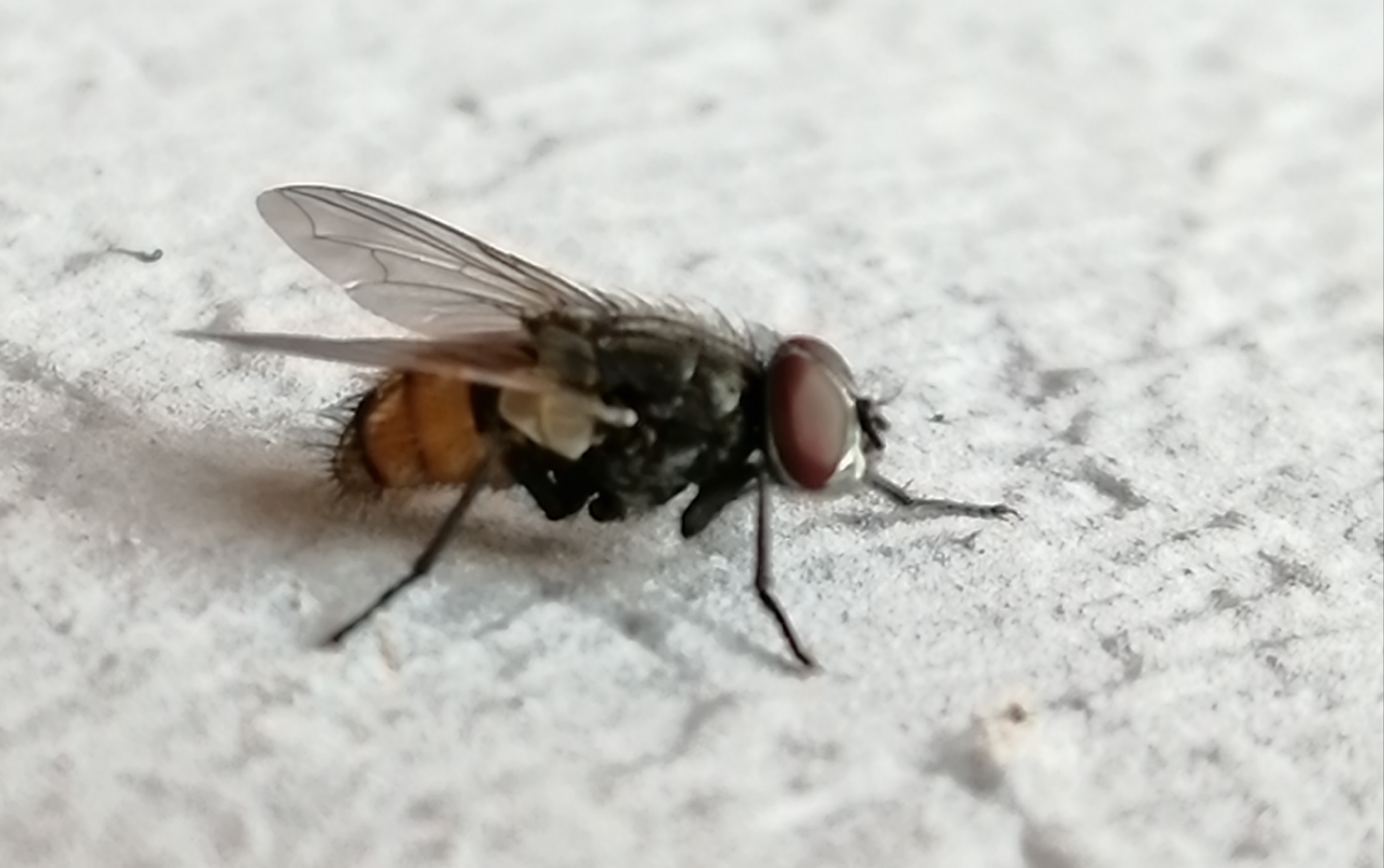 Musca autumnalis - tanyai légy
