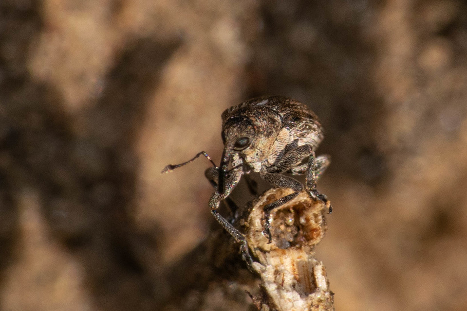 Ceutorhynchus sophiae - sebforrasztófű-ceutormányos
