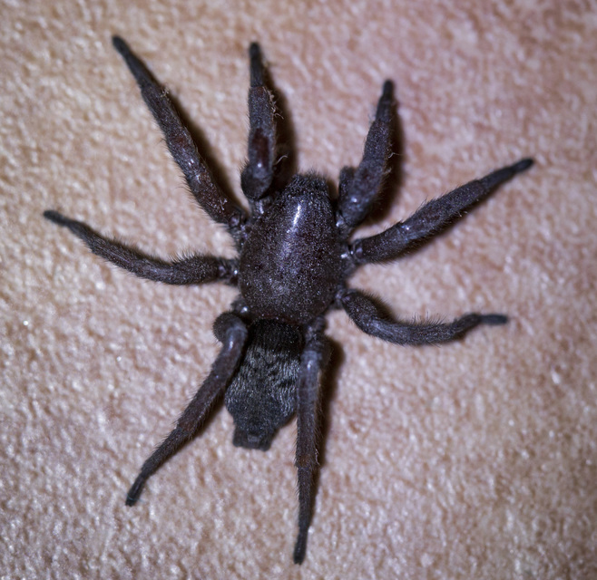 Scotophaeus