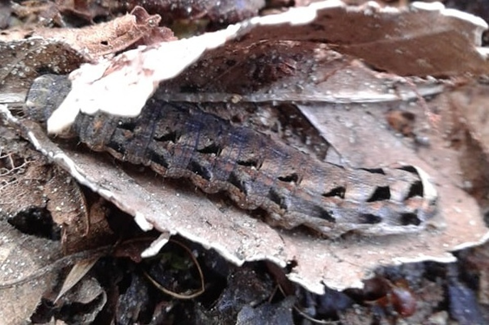 Epilecta linogrisea - karcsú sárgafűbagoly