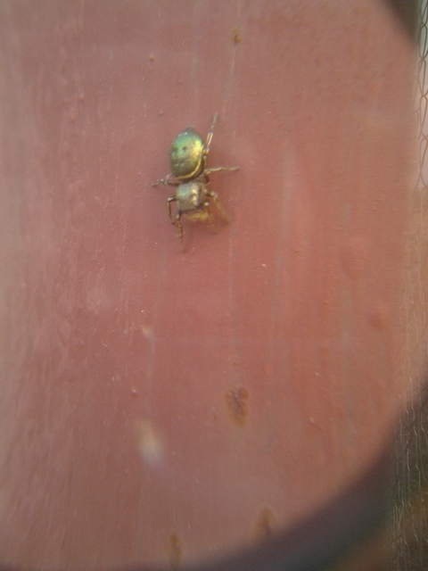 Heliophanus