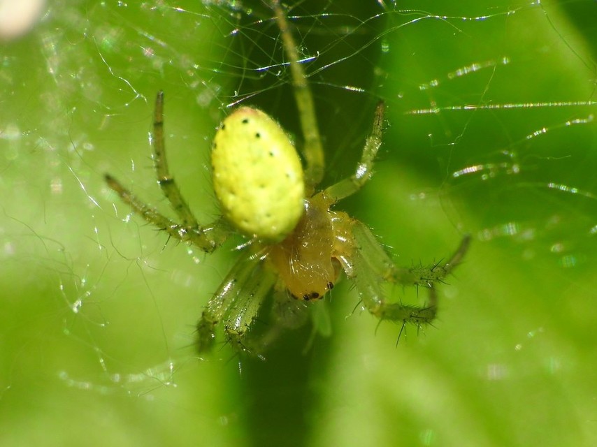 Araniella