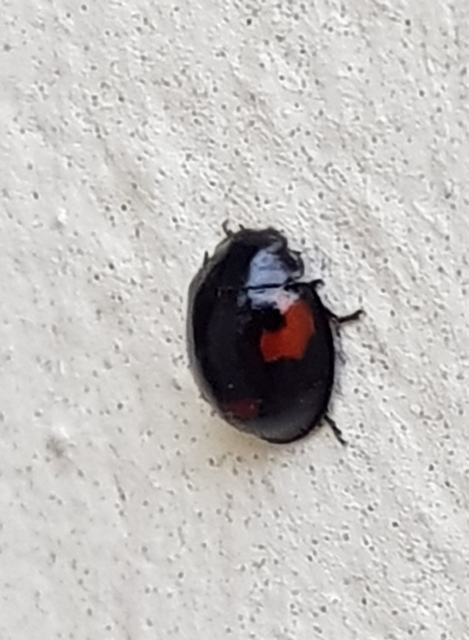 Exochomus quadripustulatus - négyfoltos szerecsenkata