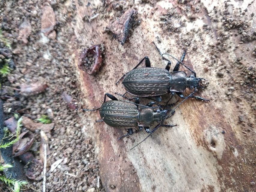 Carabus granulatus - mezei futrinka