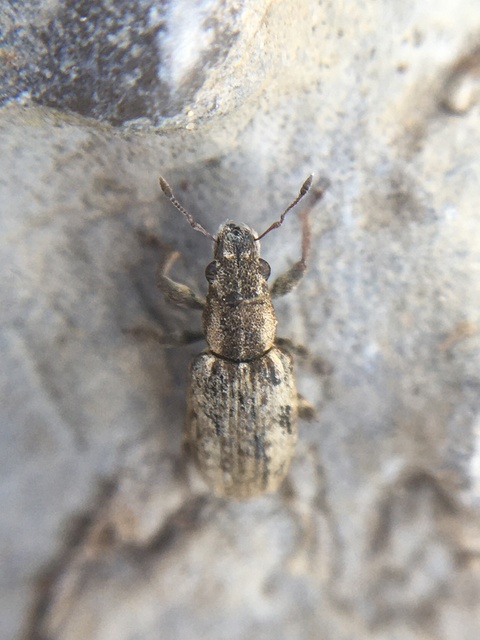 Sitona callosus - szempillás csipkézőbogár