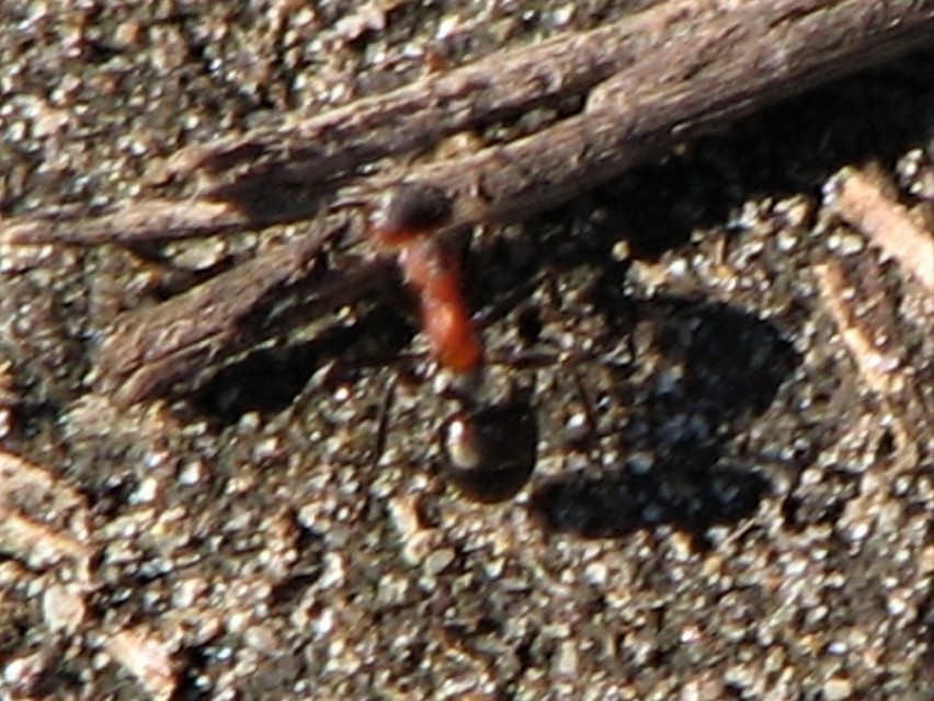 Formica pratensis - réti vöröshangya
