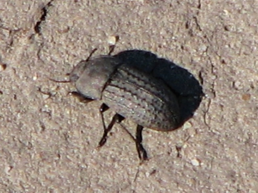 Opatrum sabulosum - sároshátú gyászbogár