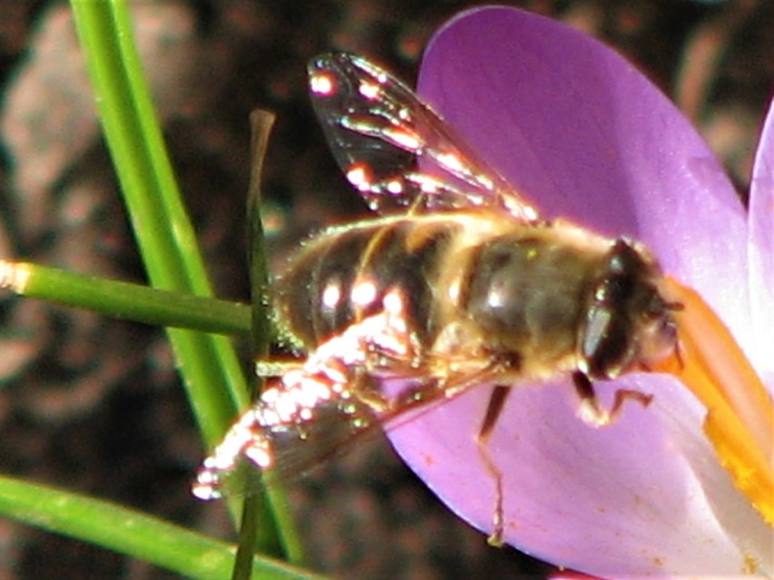Eristalis tenax - közönséges herelégy