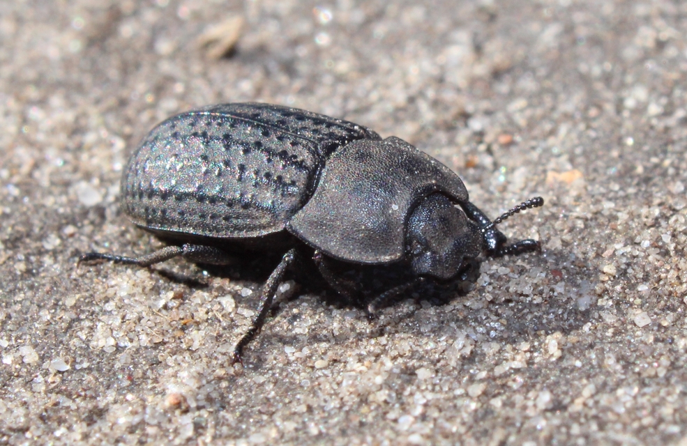 Opatrum sabulosum - sároshátú gyászbogár