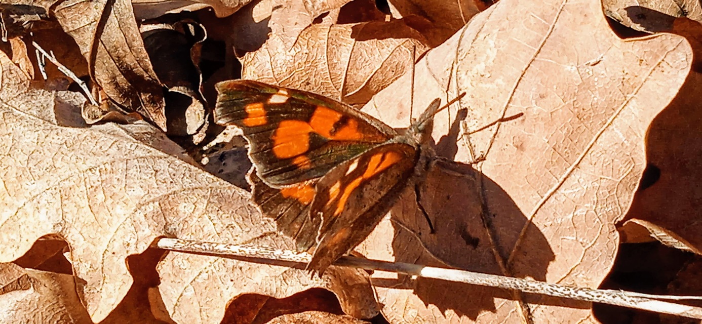 Libythea celtis - csőröslepke