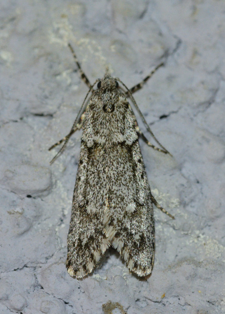 Diurnea fagella - szürke tavaszimoly