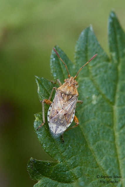 Heteroptera - Poloskák