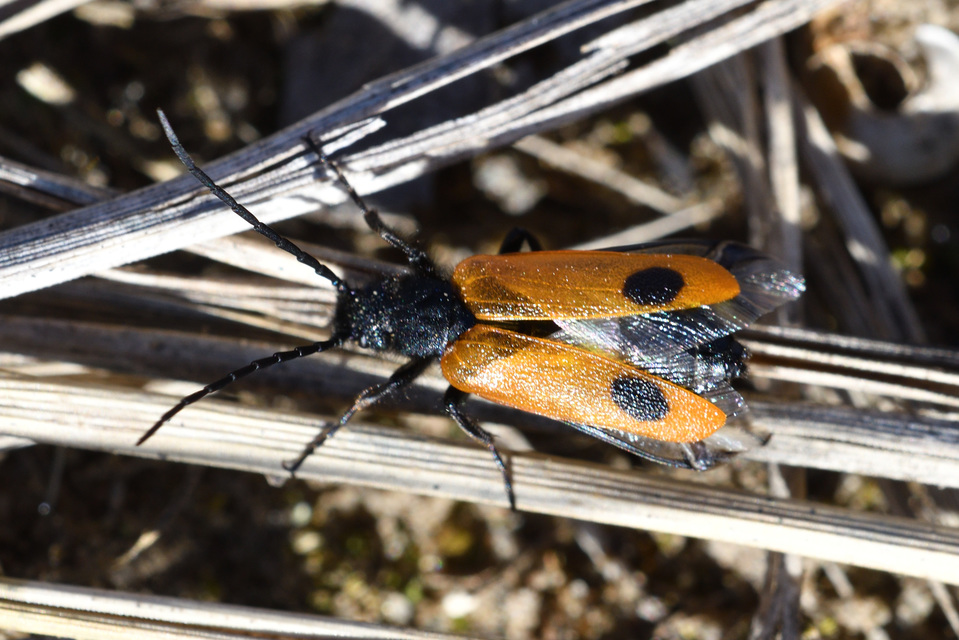 Apalus bimaculatus - kétfoltos élősdibogár