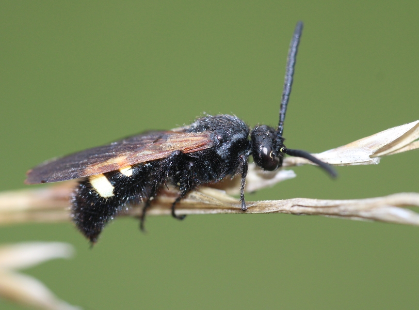 Scolia sexmaculata - négyfoltos tőrösdarázs