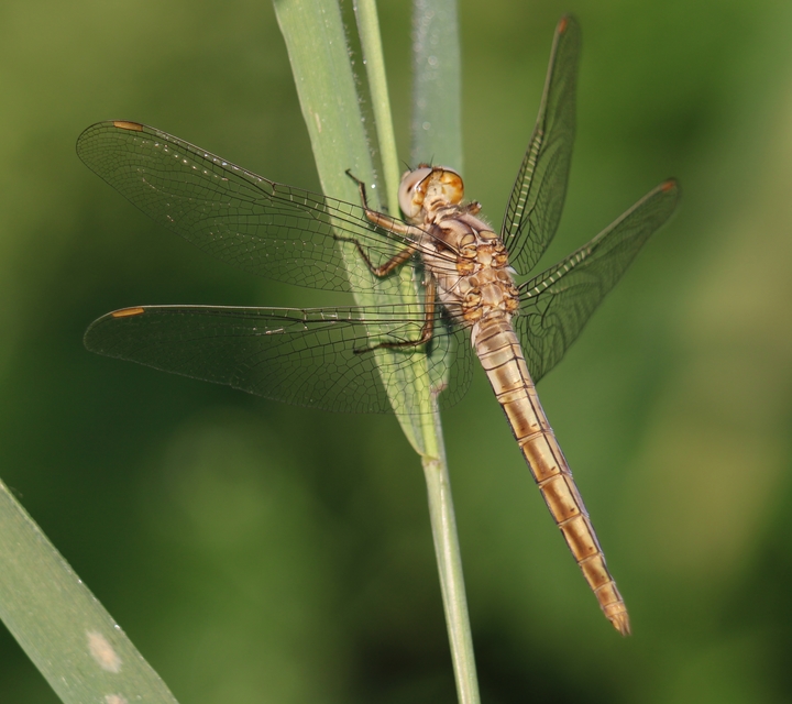 Orthetrum brunneum - pataki pásztorszitakötő