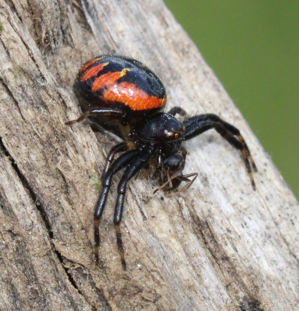 Synema globosum/ornatum