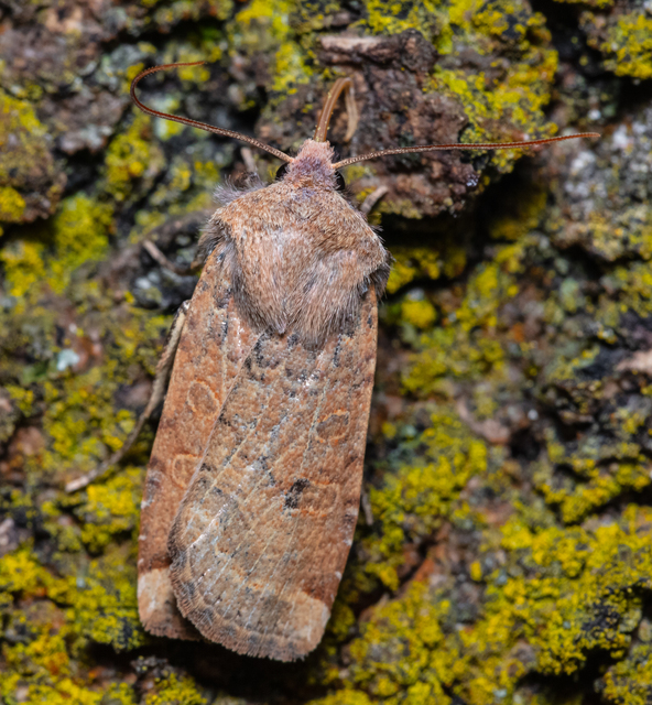 Conistra veronicae - veronika-őszibagoly