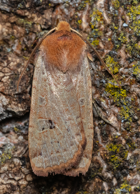 Conistra erythrocephala - vörösfejű őszibagoly