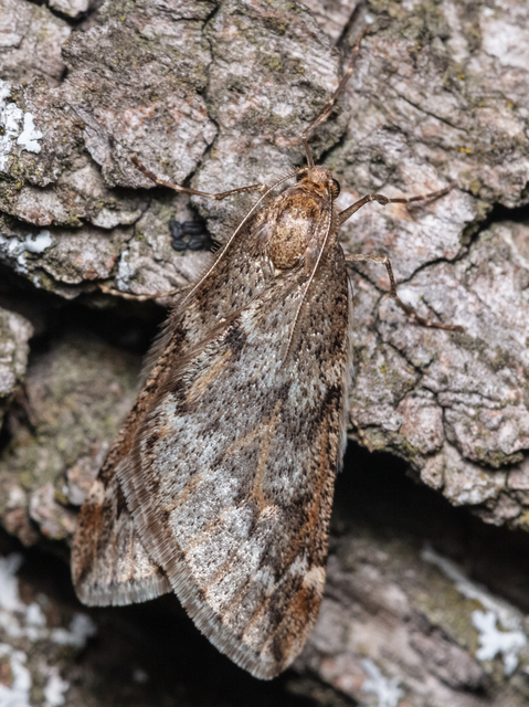 Alsophila aescularia - vadgesztenye-araszoló