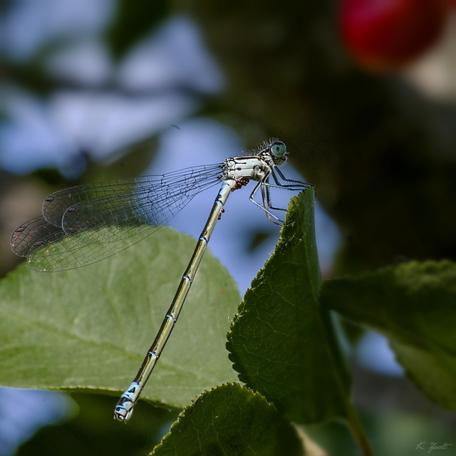 Coenagrion pulchellum - karcsú légivadász