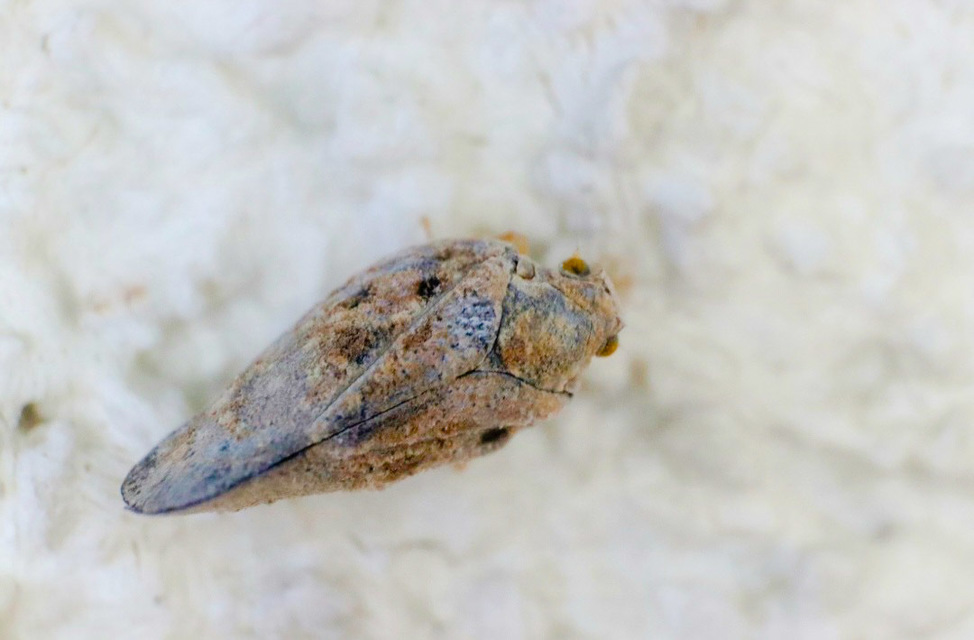 Metcalfa pruinosa - amerikai lepkekabóca