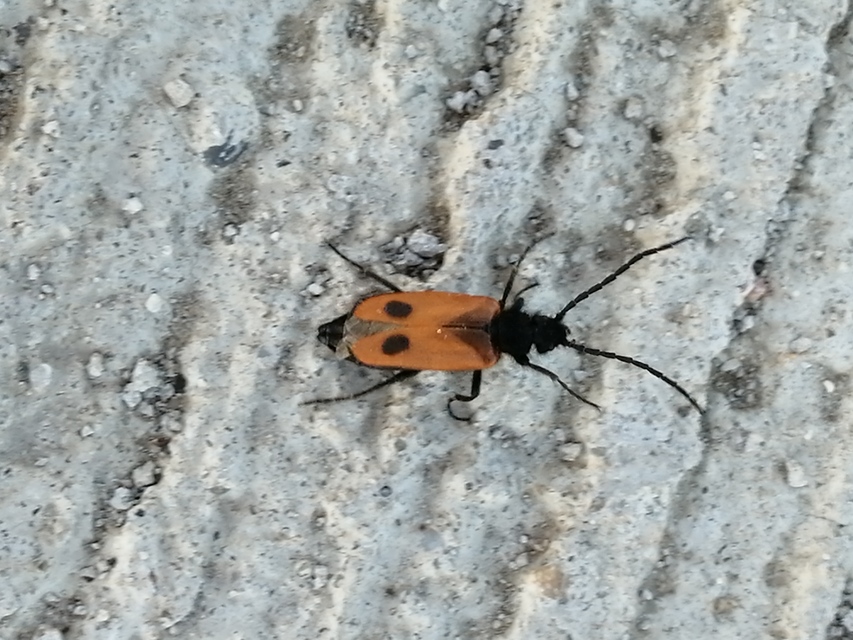 Apalus bimaculatus - kétfoltos élősdibogár