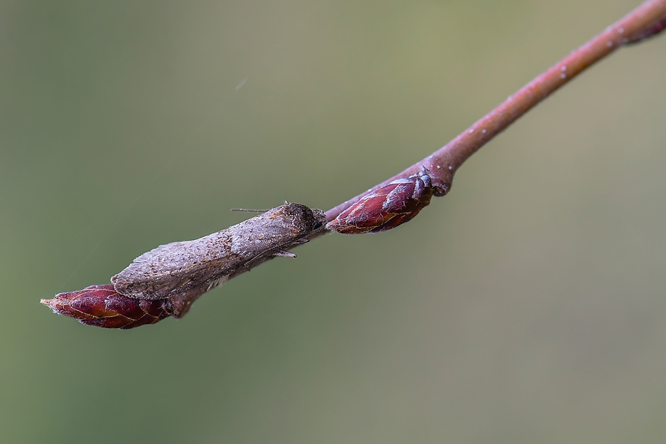 Tortricodes alternella - tavaszi sodrómoly