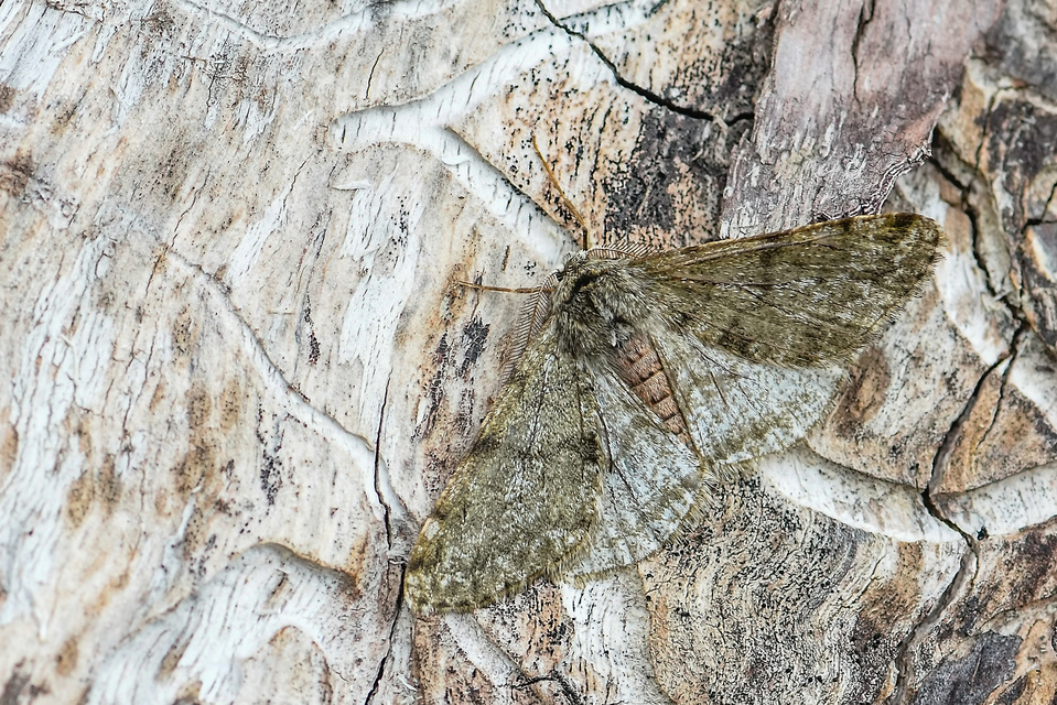 Apocheima pilosaria - zöldes tavasziaraszoló