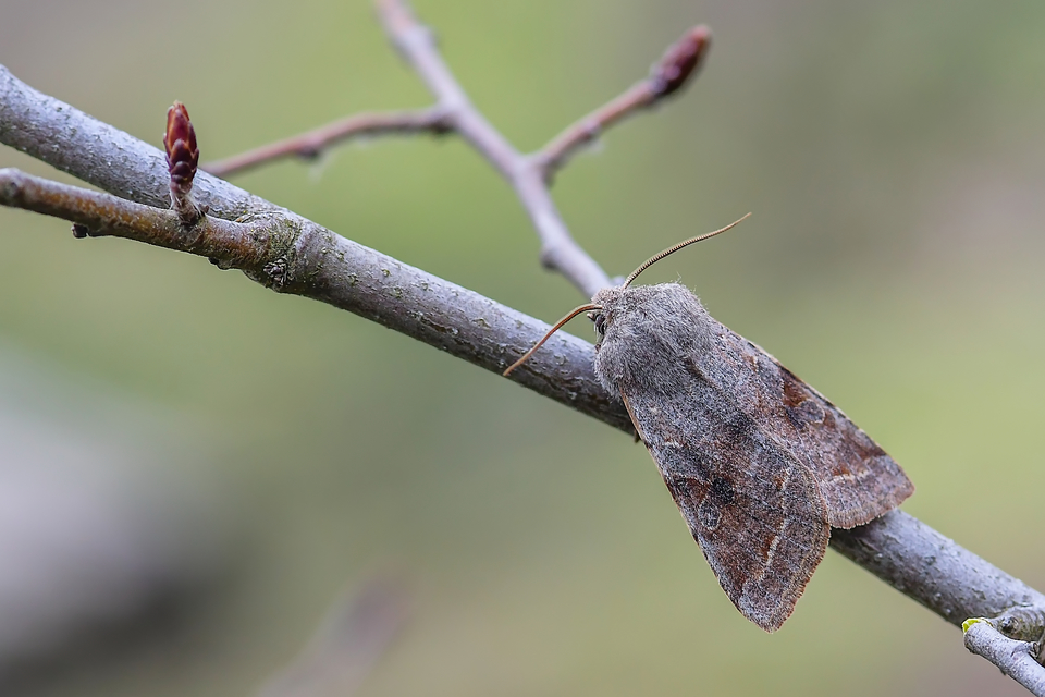 Orthosia incerta - változékony barkabagoly