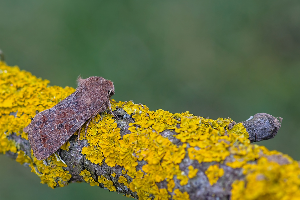 Orthosia incerta - változékony barkabagoly