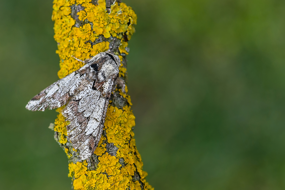 Biston strataria - barnapettyes araszoló