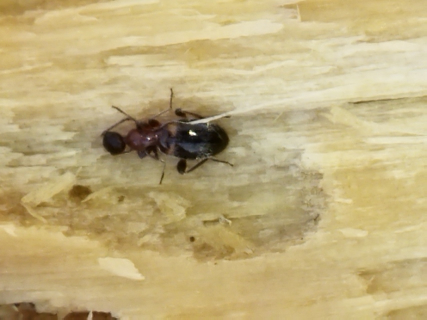 Anthelephila pedestris - hangyaszerű fürgebogár